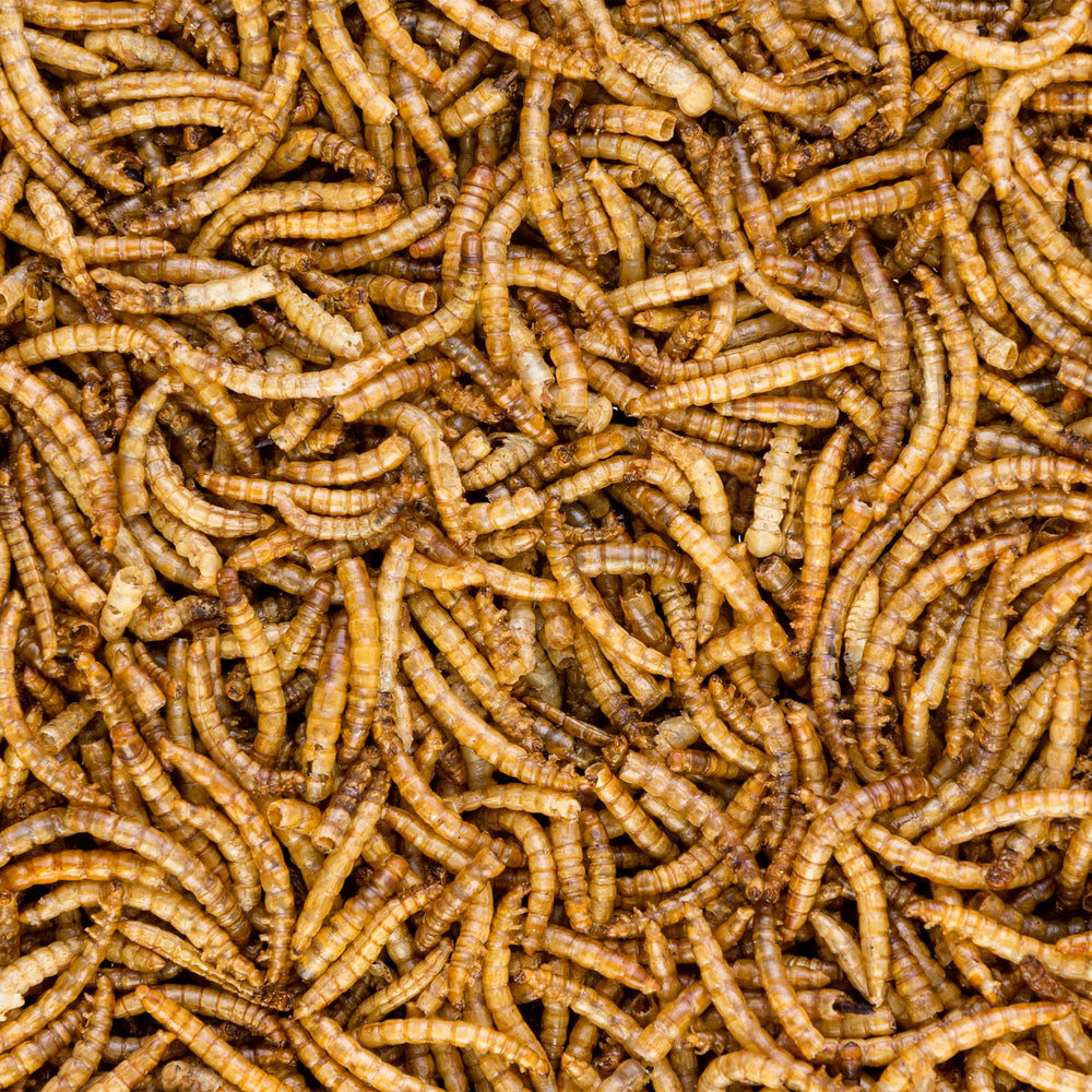 Close-up of Worm Nerd WN60 mealworms highlighting protein and fiber.