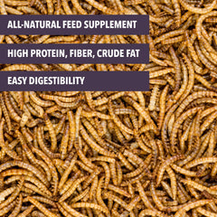 Worm Nerd WN61 dried mealworms close-up highlights high protein and easy digestion.