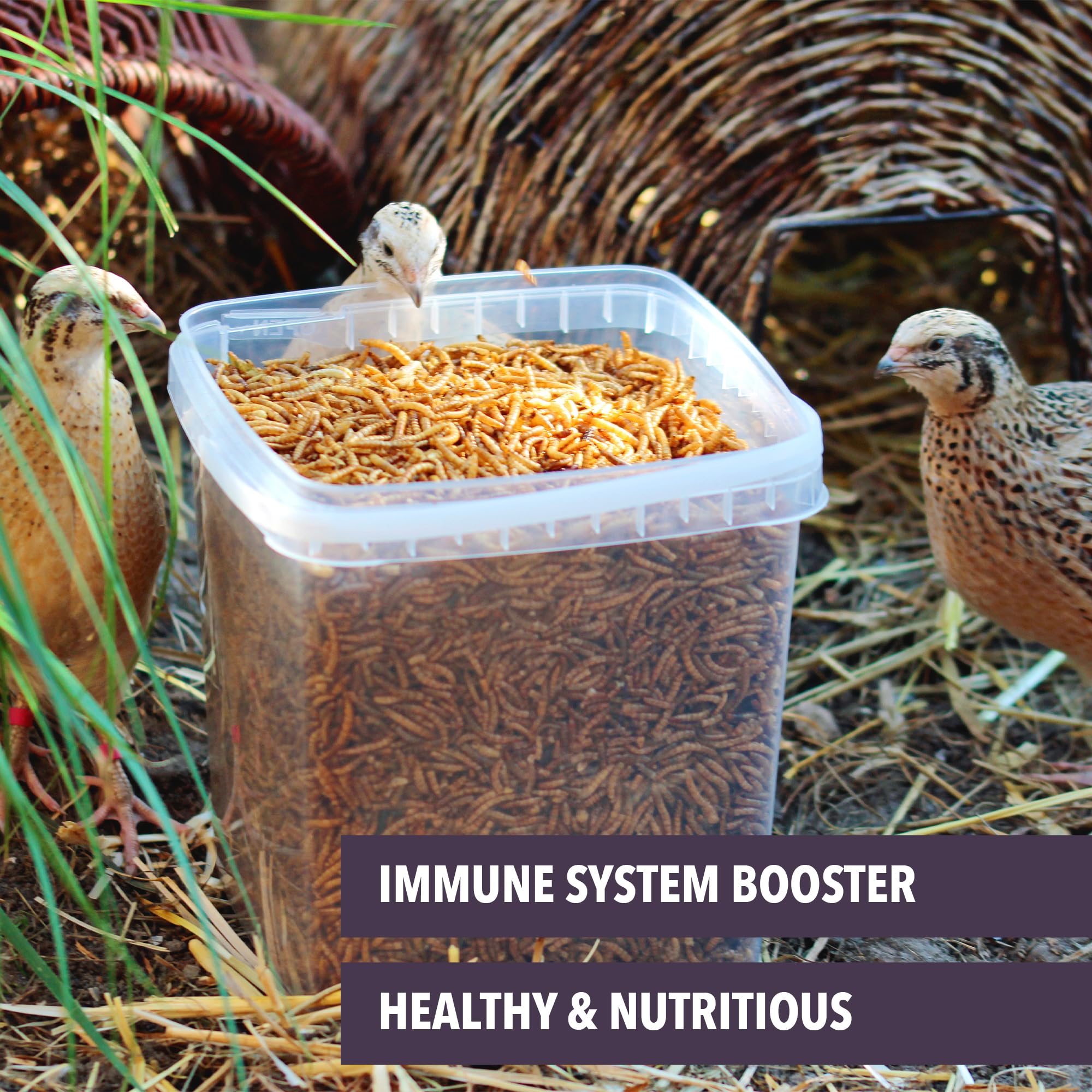 Worm Nerd WN61 serving idea for chickens demonstrates enrichment during foraging.