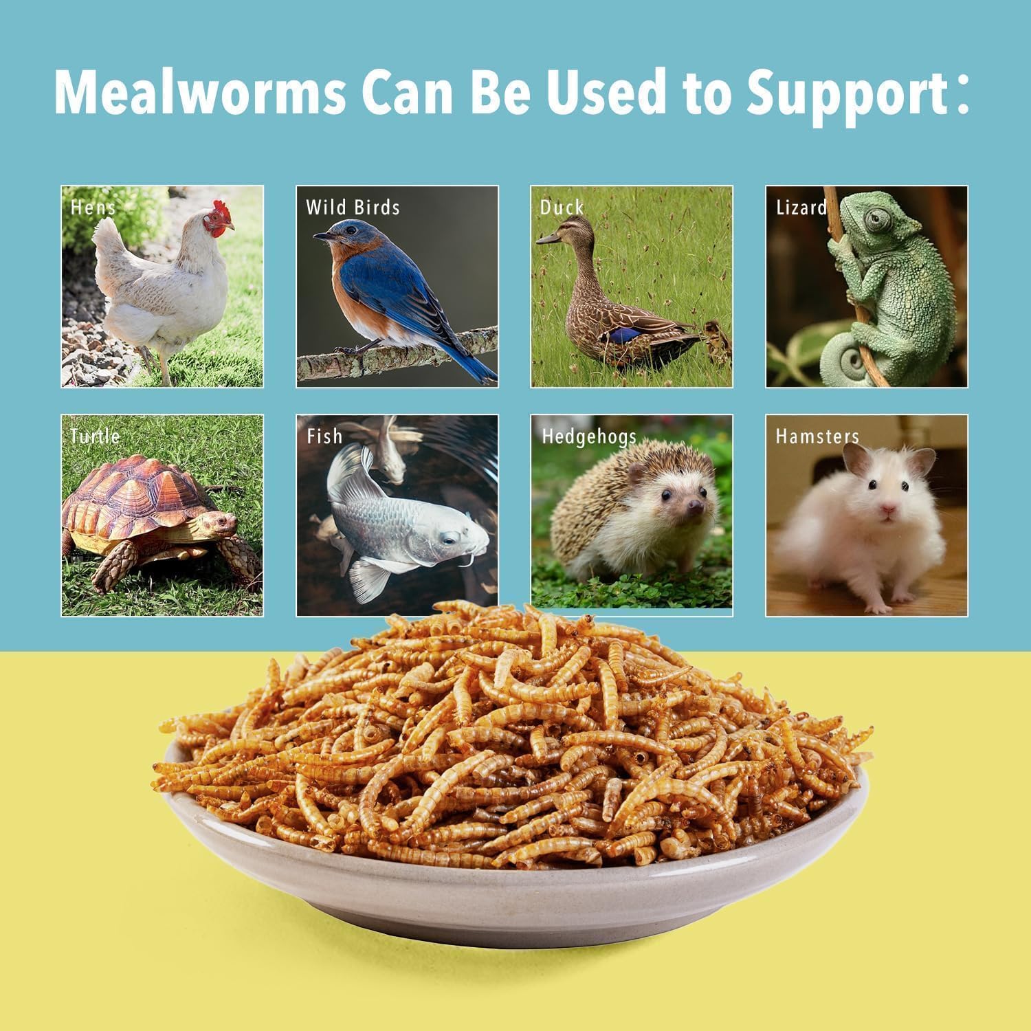 WormsFarm closeup of dried mealworms showing texture and quality