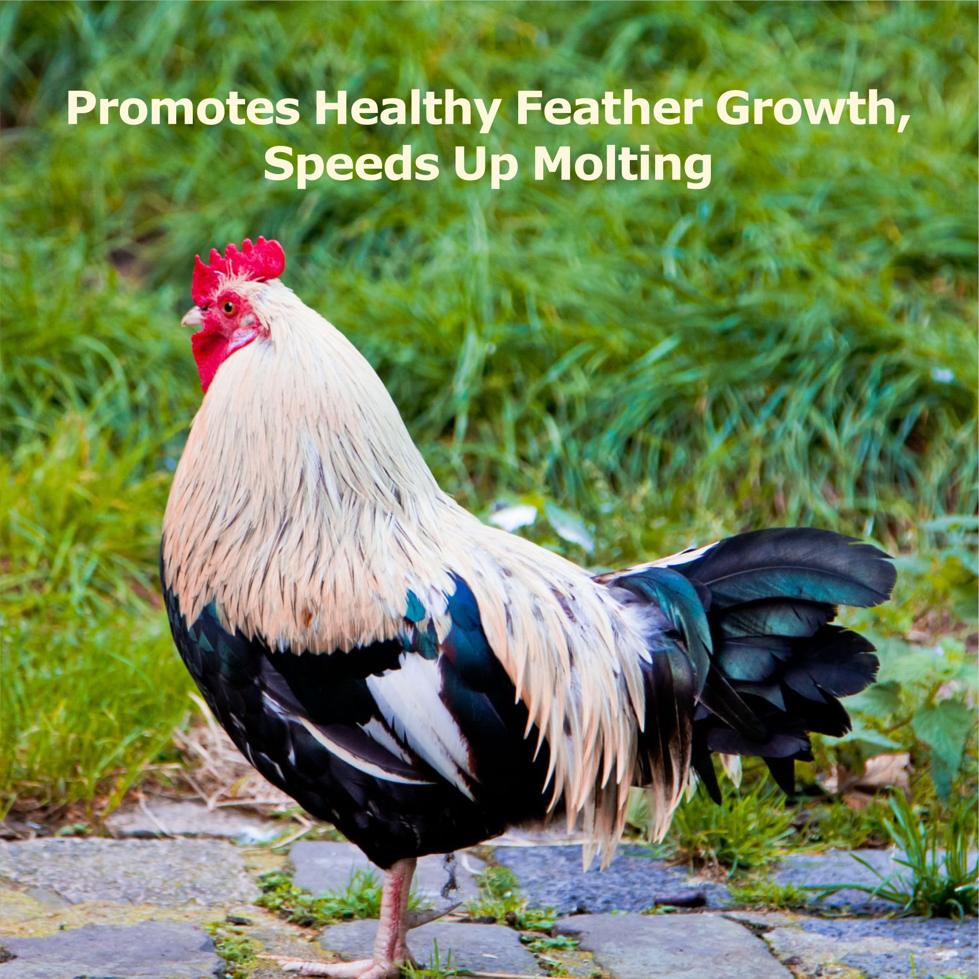 WORMSKING baby chicks receive finely chopped BSFL for calcium and nutrition.