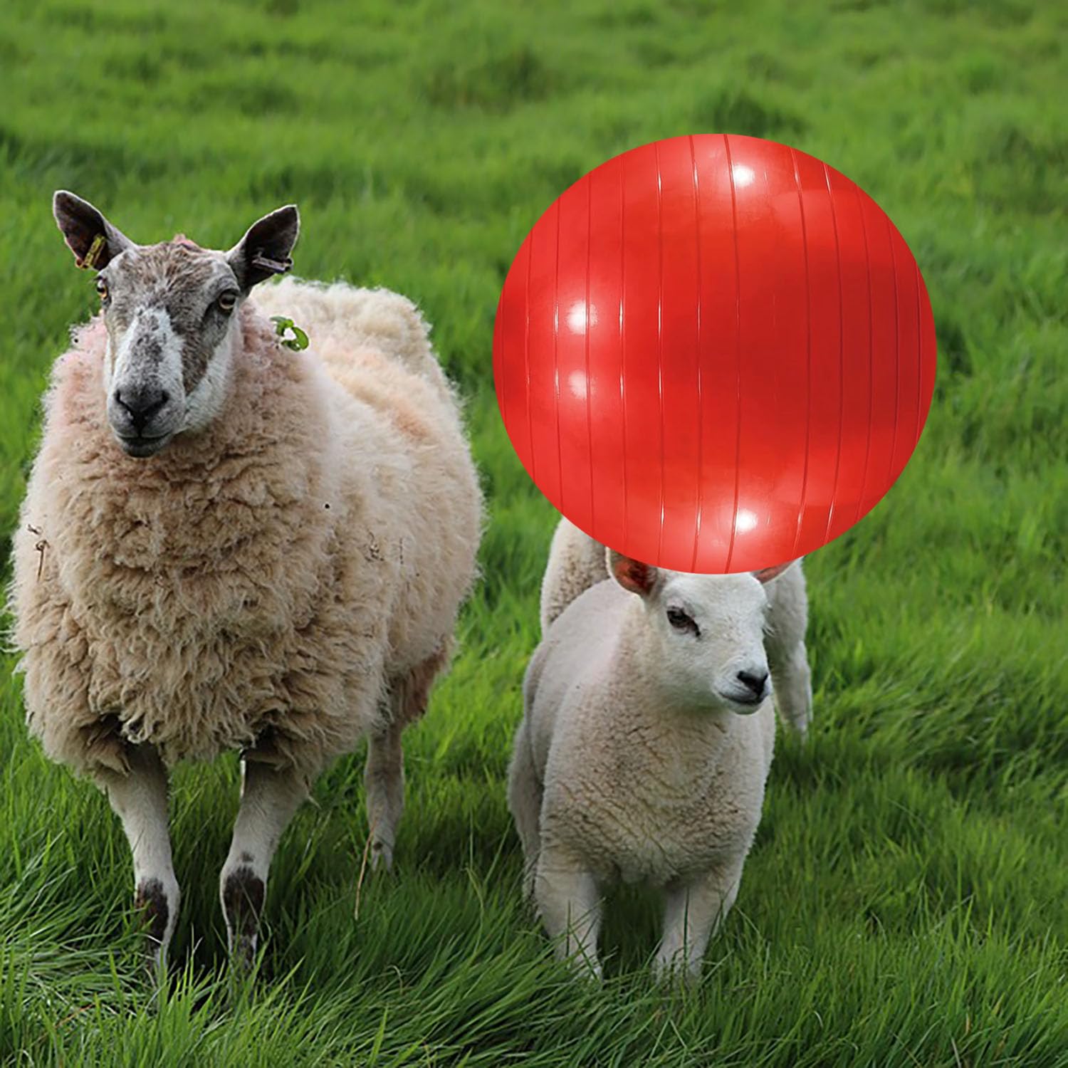 WoYous goat ball inflator pump shown for quick, easy inflation.