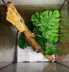 Woyrise suction cups secure terrarium plants to tank walls for secure decor.