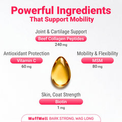 WuffWell collagen drops on dog showing a tasty, dog-friendly supplement.