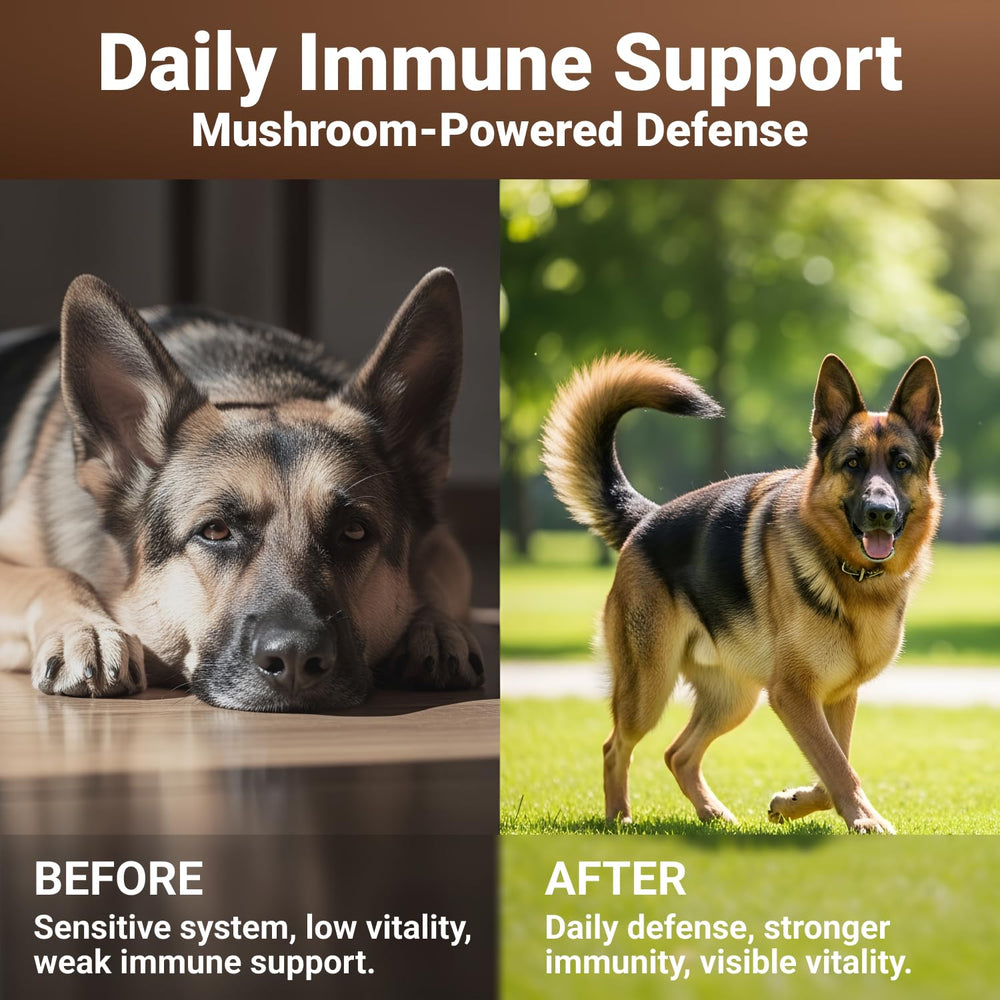 WuffWell dog paw motion showing boosted energy for daily play.