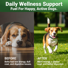 WuffWell joint-support image showing smoother movement during walks.