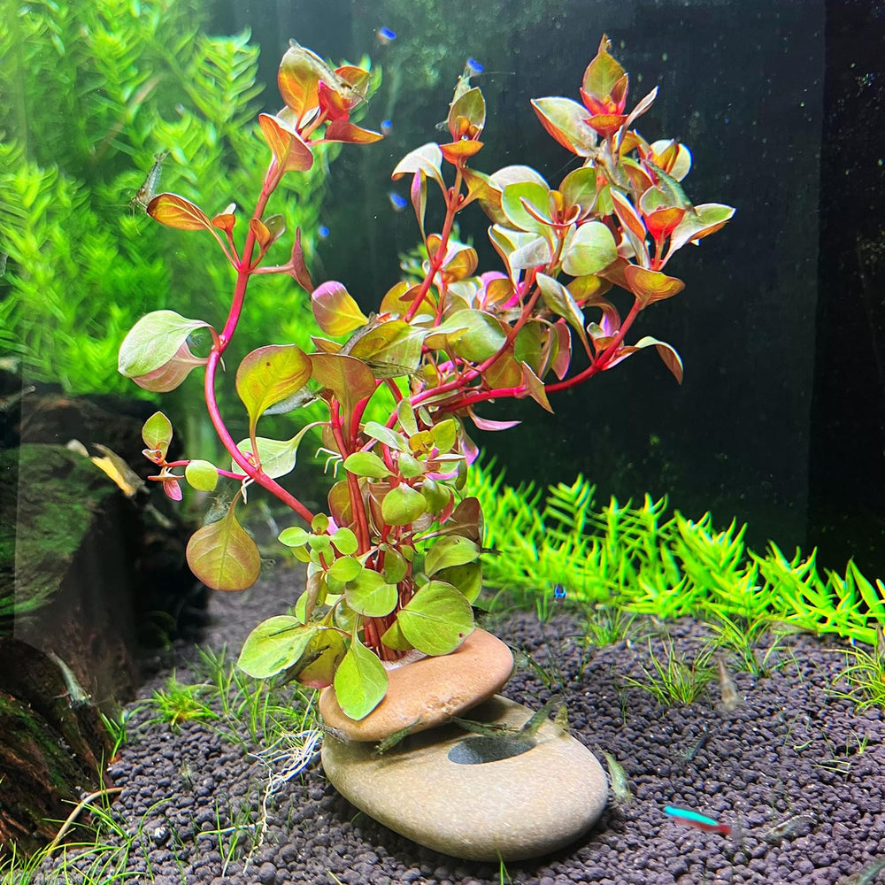 XIOFU ballast stones blend with tank scenery while securing plants and reducing float.