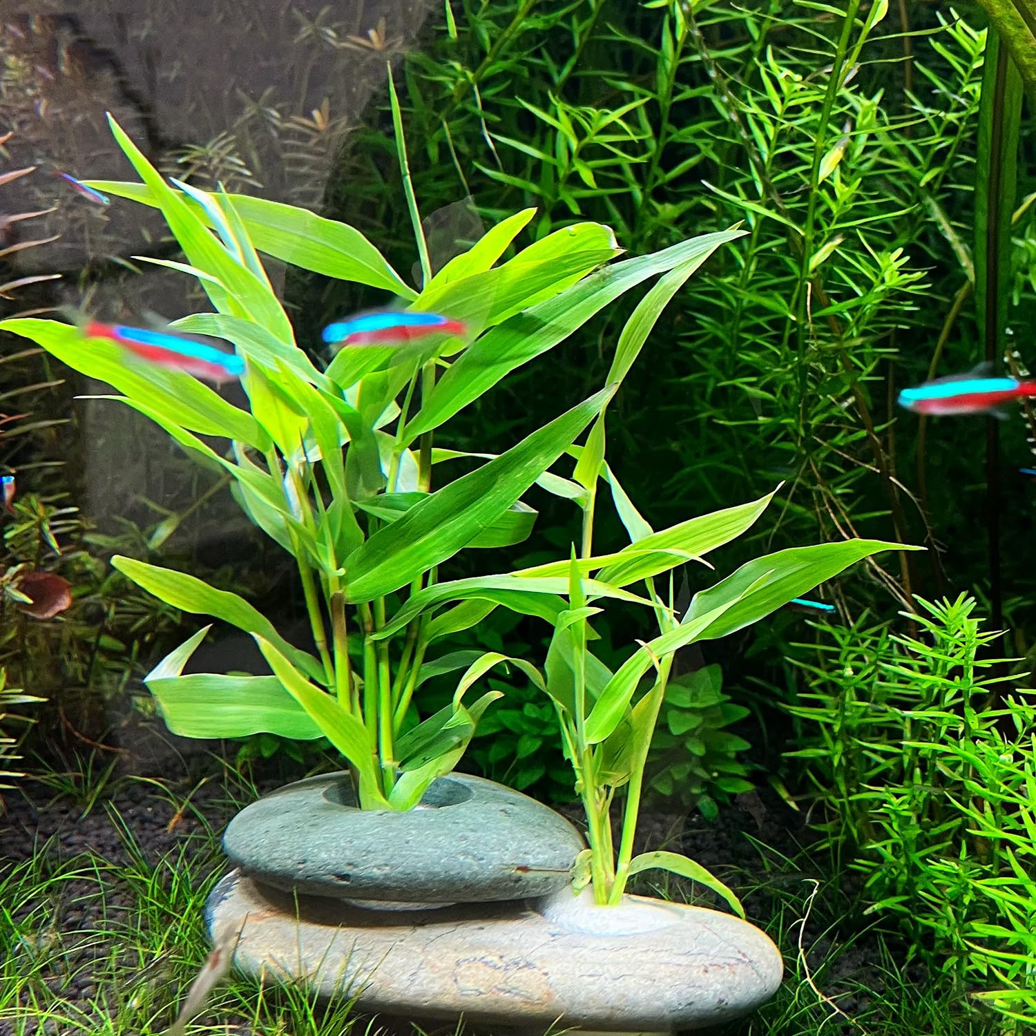 XIOFU handmade pebble anchors blend with tank decor while securing delicate plants.