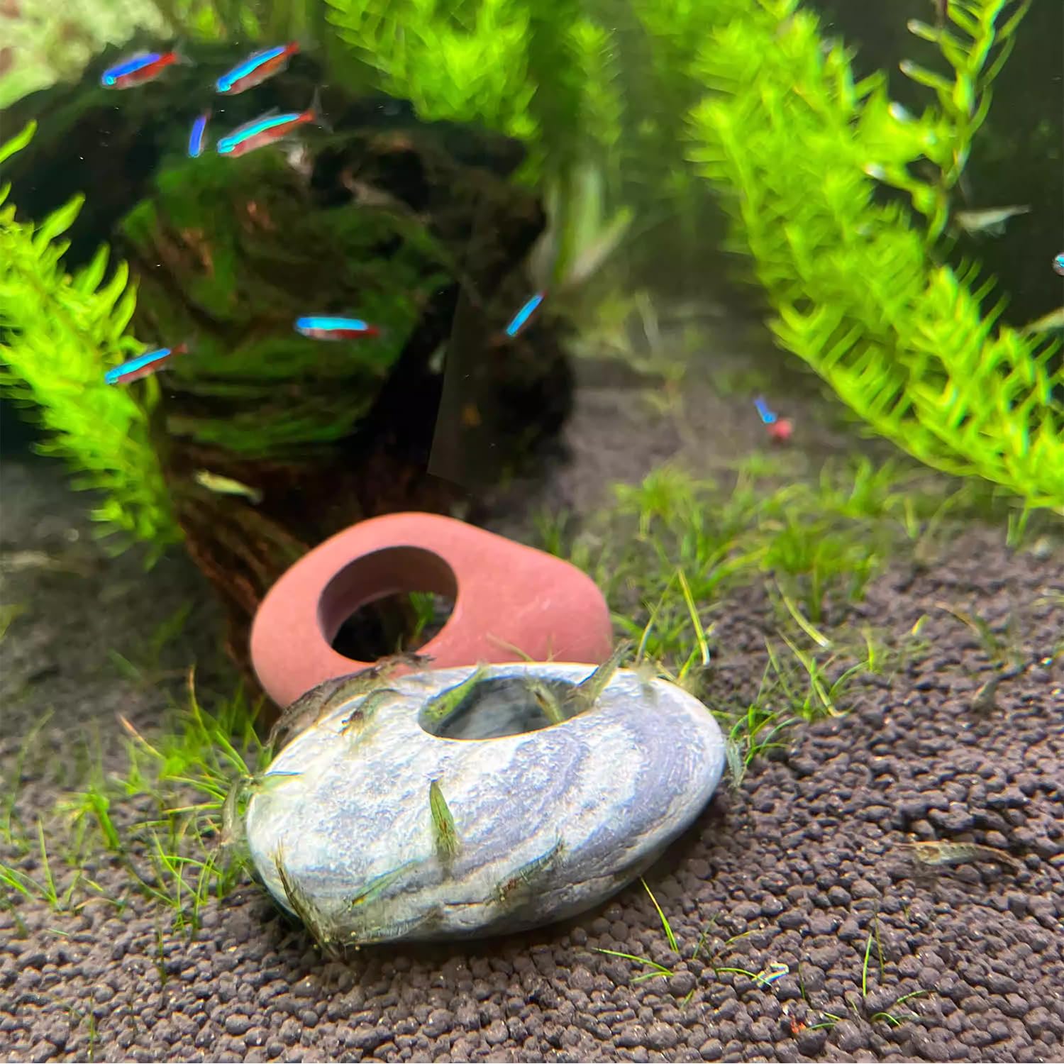 XIOFU moss ball weights help preserve globe moss arrangements.