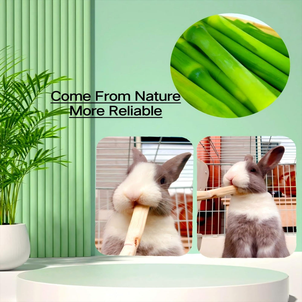 XLpeixin plant-fiber rich chew with natural texture for bite exercise.