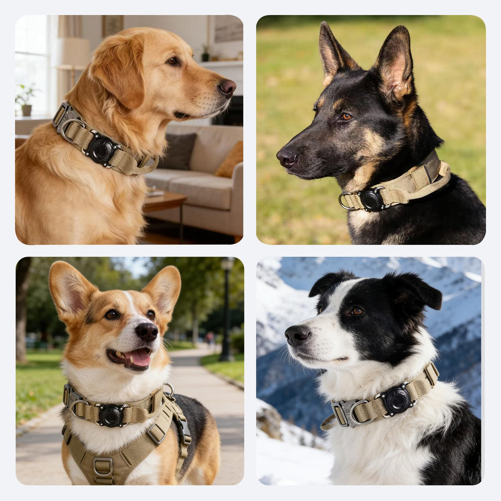 Xqpetlihai double-security design keeps the ID collar in place during training.