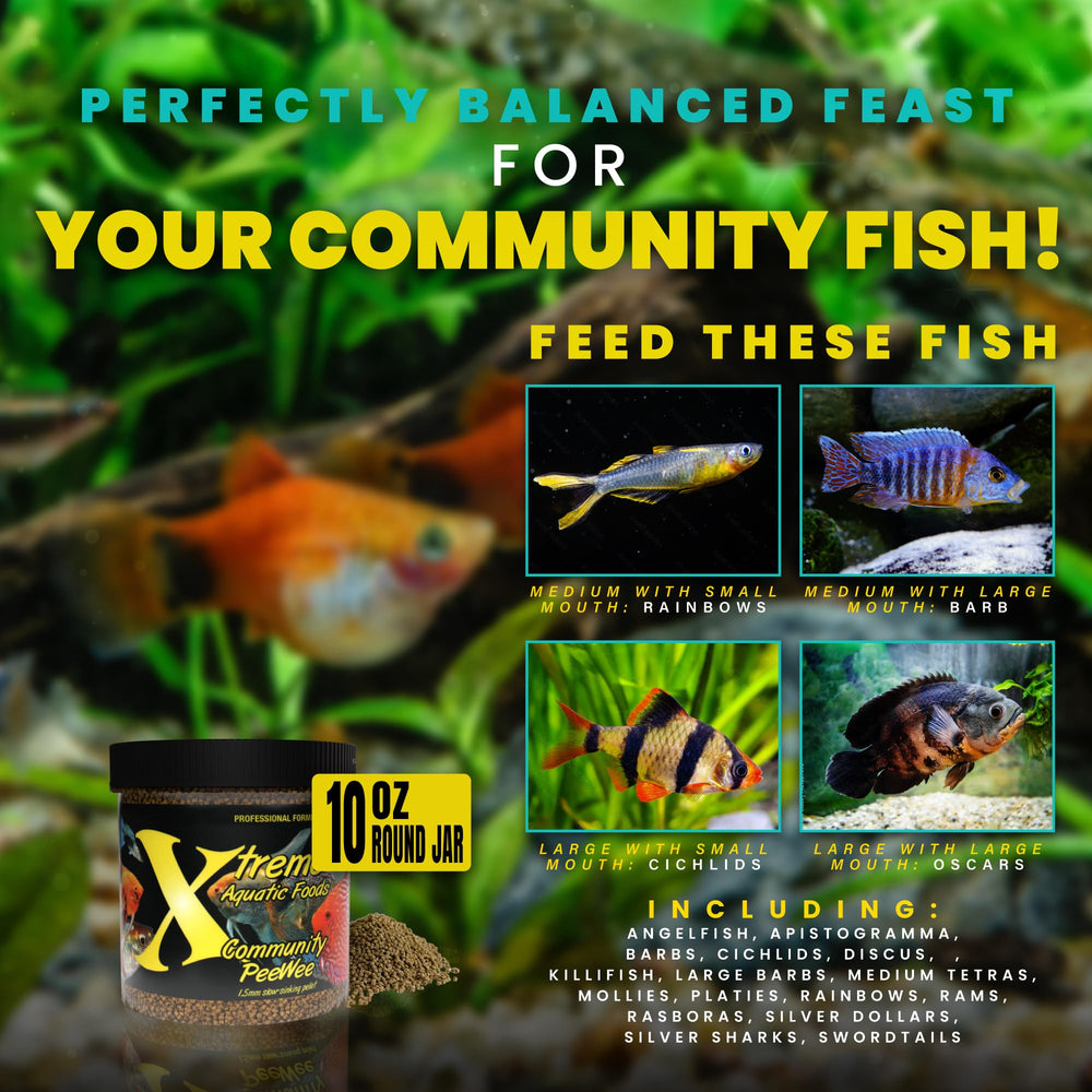 Vibrant tropical fish display color after PeeWee feeding