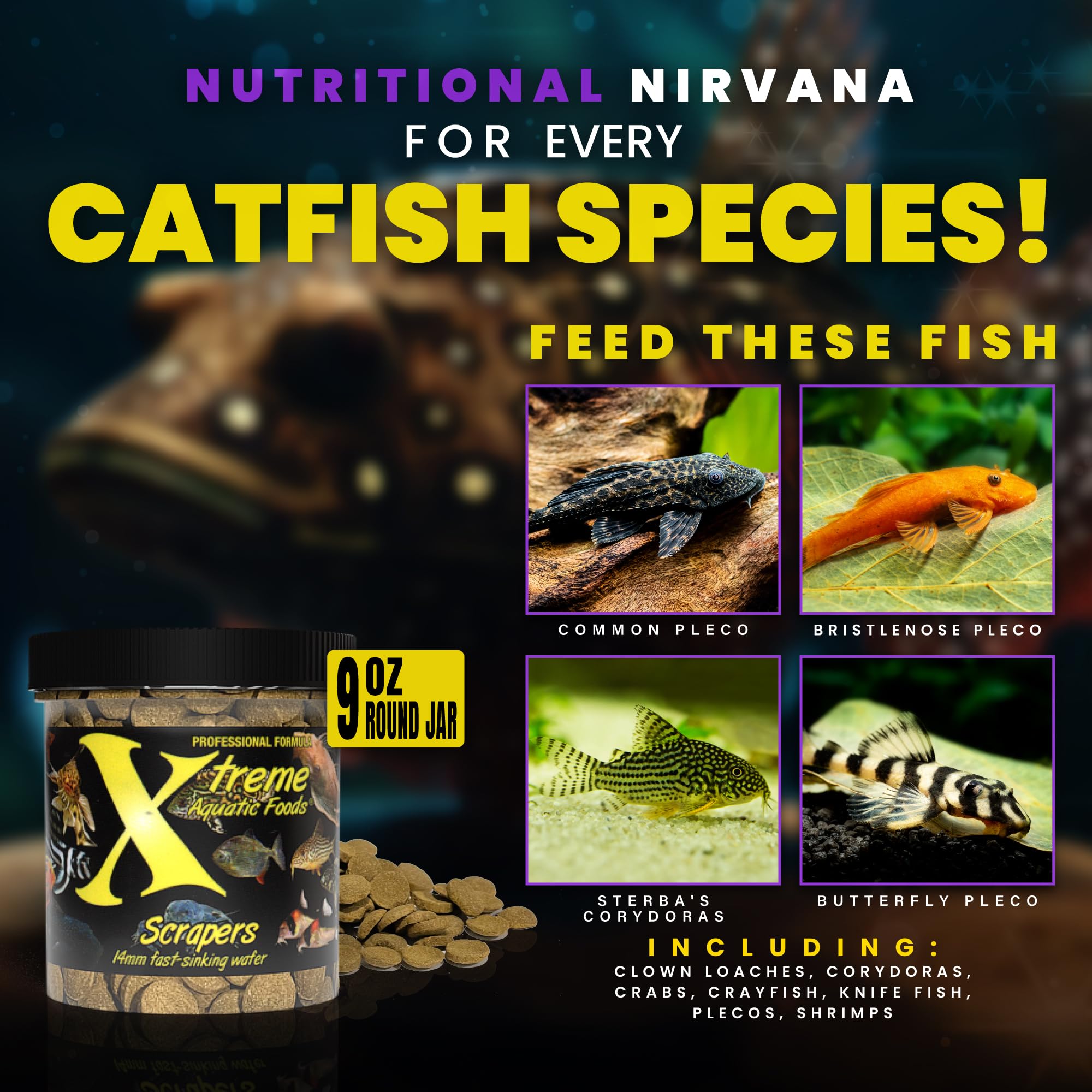 Xtreme Scrapers Wafers in aquarium show nocturnal nibbling behavior.