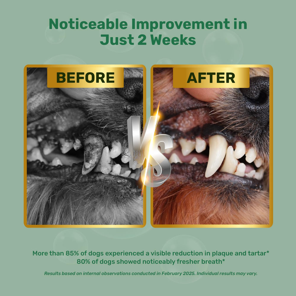 Yabercha dental powder tub closeup highlighting ingredients for fresher breath.