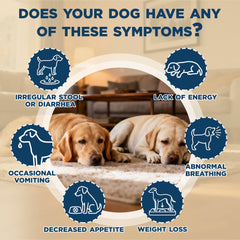 Yakucho lvermect for dogs liquid digestive support shown mixed with food for easy daily use.