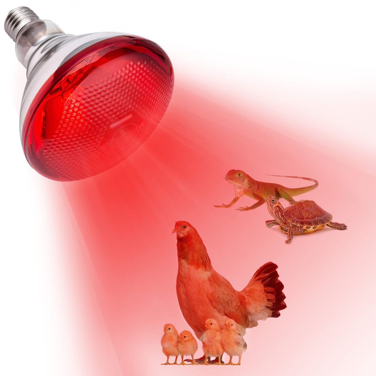YEAOI 150W heat lamp for chicken coop providing infrared warmth at night.