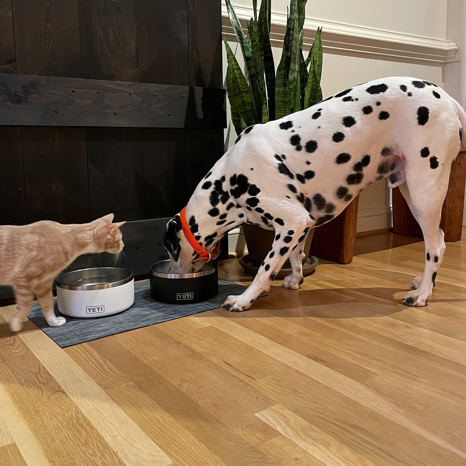 YETI Boomer 8 ideal for daily kibble and water routines.