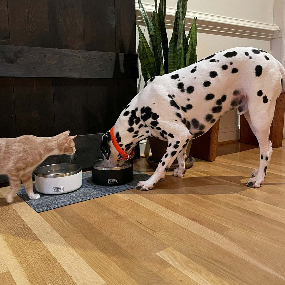 YETI Boomer 8 ideal for daily kibble and water routines.