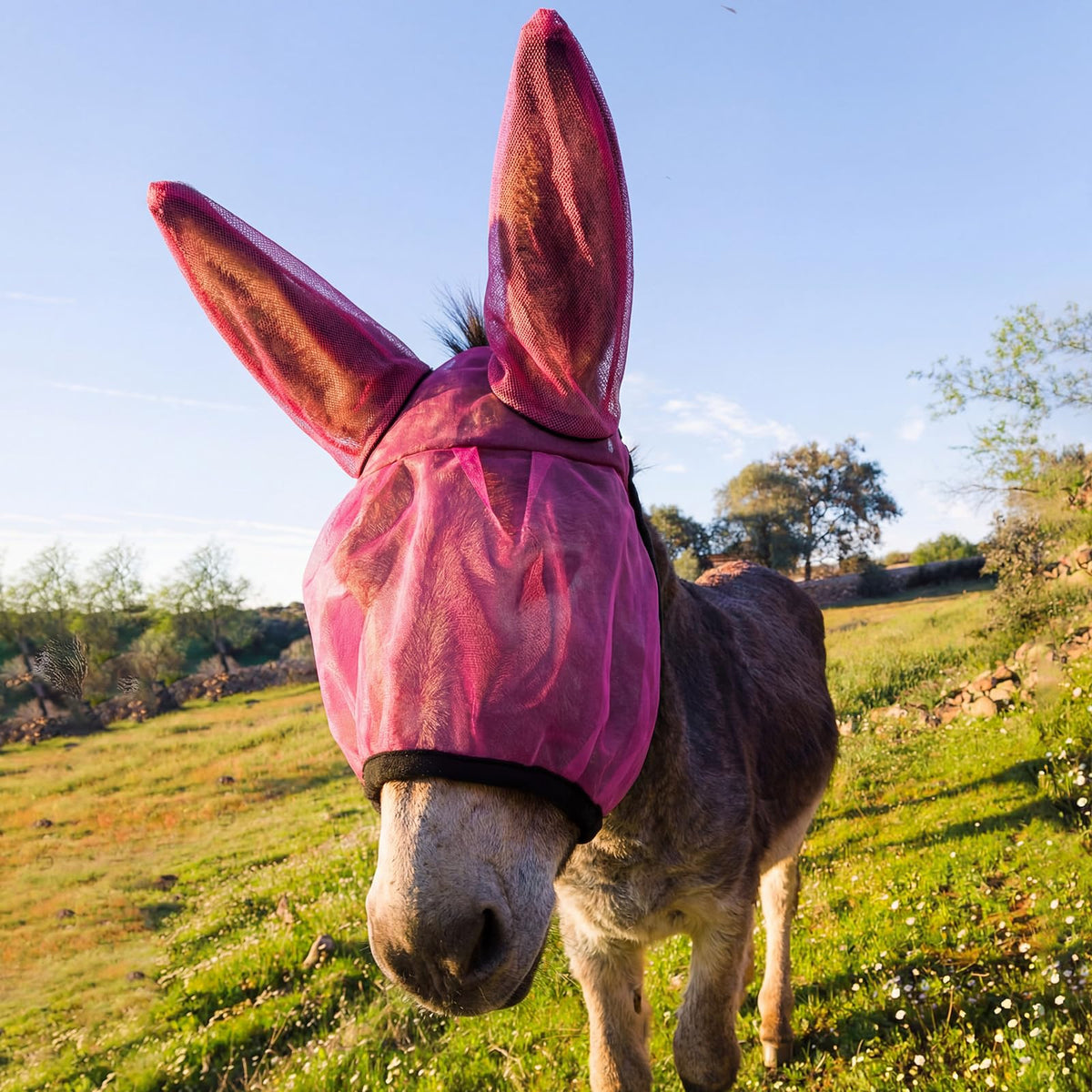 Yeyeplum mini donkey fly mask with face coverage protects against insects during daily use