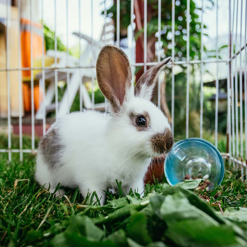 YFCACT pet owner enjoying snack-time with rabbits and guinea pigs.