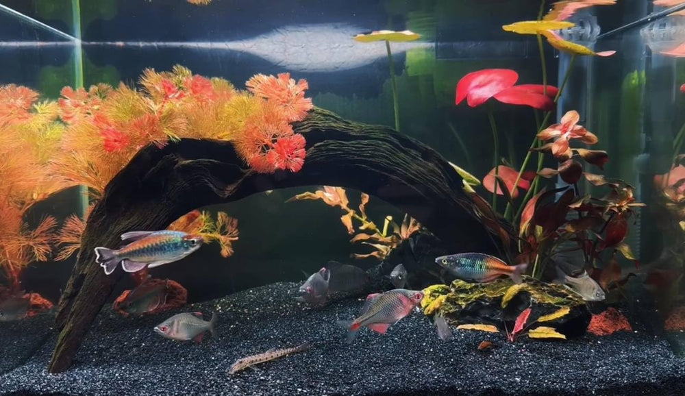 YISZM natural seabed effect with clear water in a tank