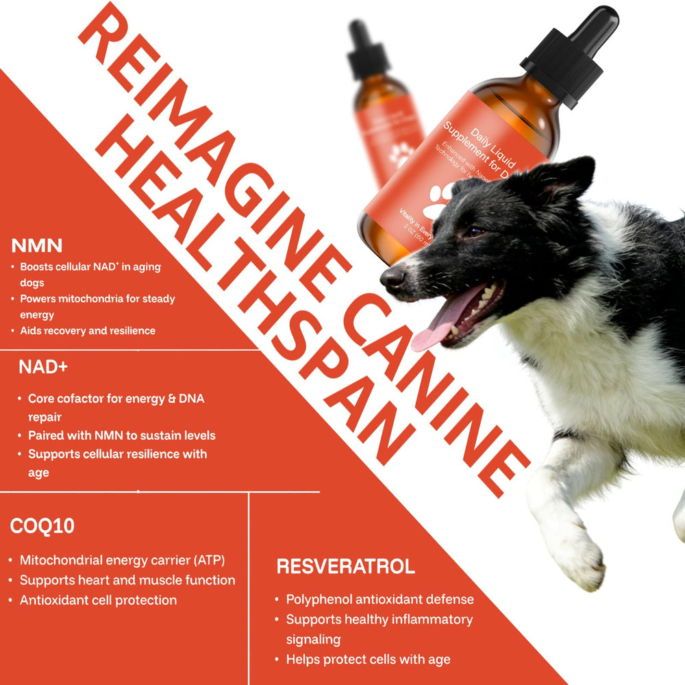 YOMXEN dog vitality drops for daily use support energy and activity
