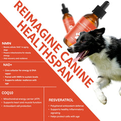 YOMXEN dog vitality drops for daily use support energy and activity