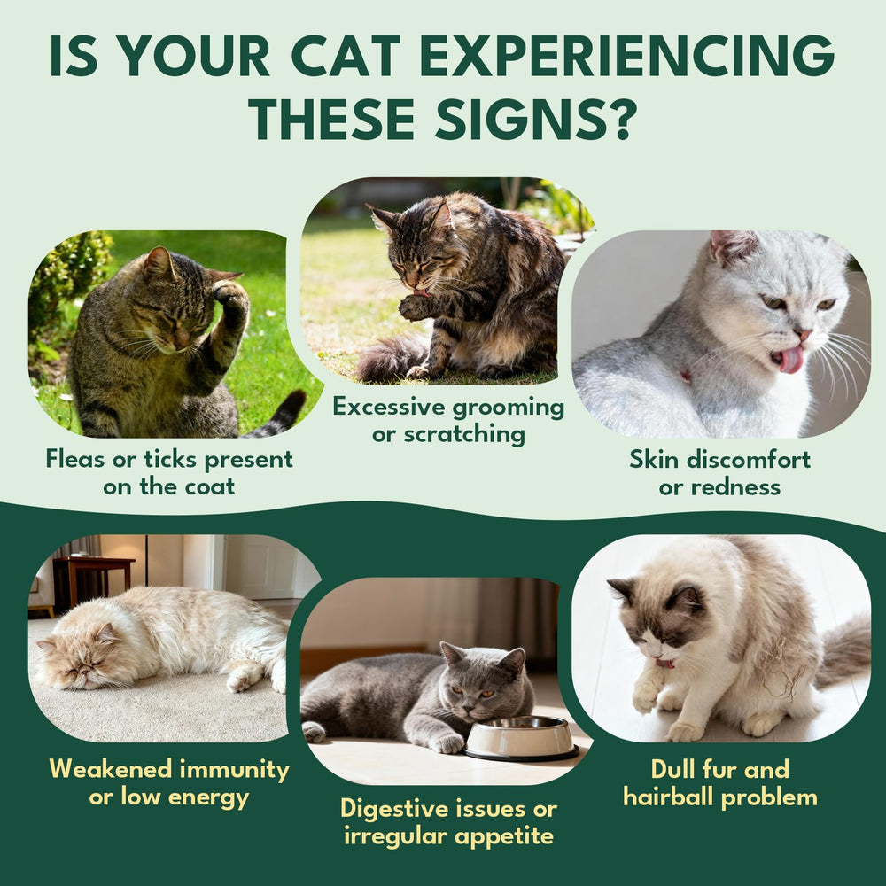 Serving YOTANGO flea chews as daily treat supports routine care.