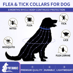 YOTANGO dog wearing flea collar blue and pink for everyday protection.