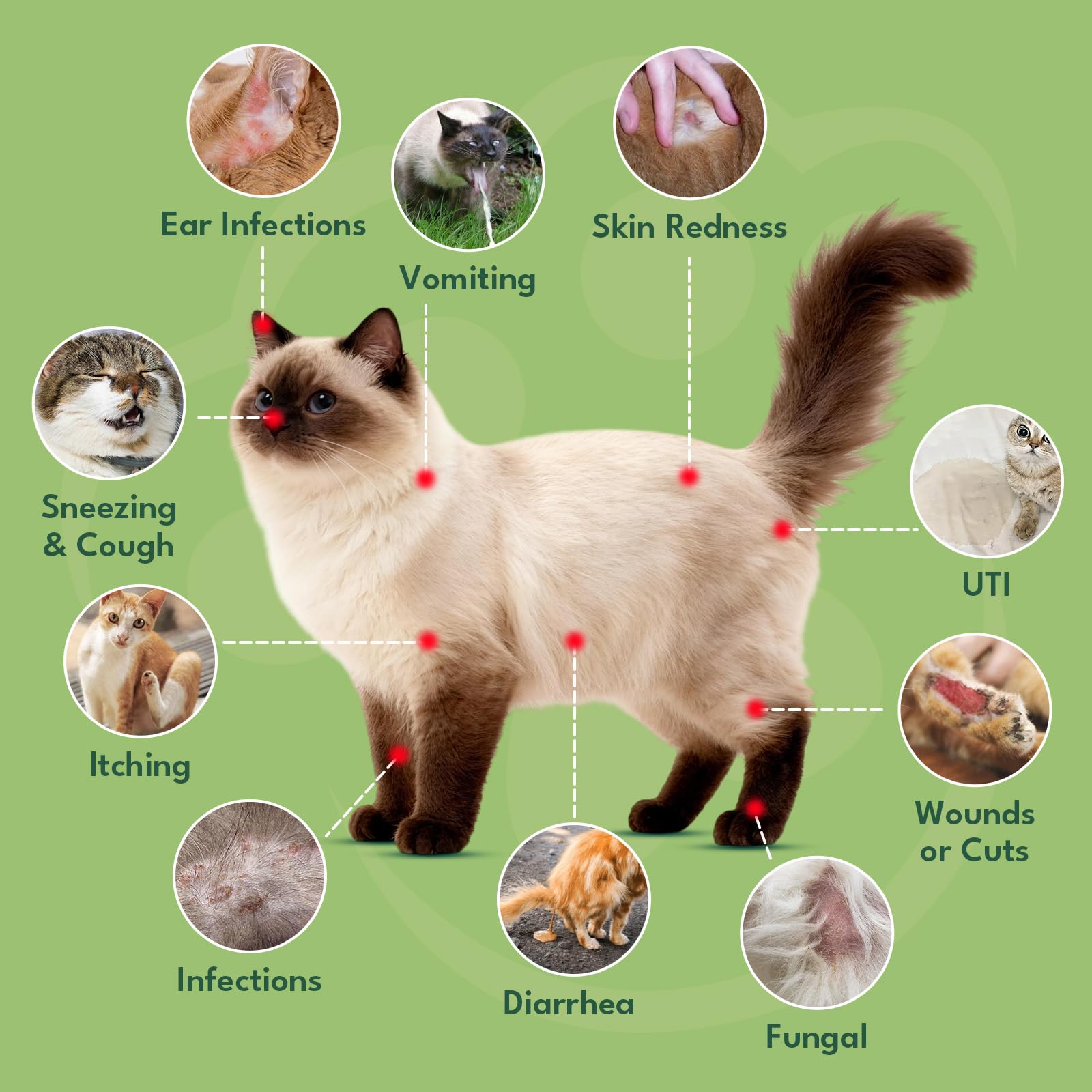 YOTANGO cat antibiotics drops being mixed with food for convenience.