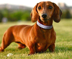 YOUALSO rhinestone leash pink shiny for safe, stylish strolls