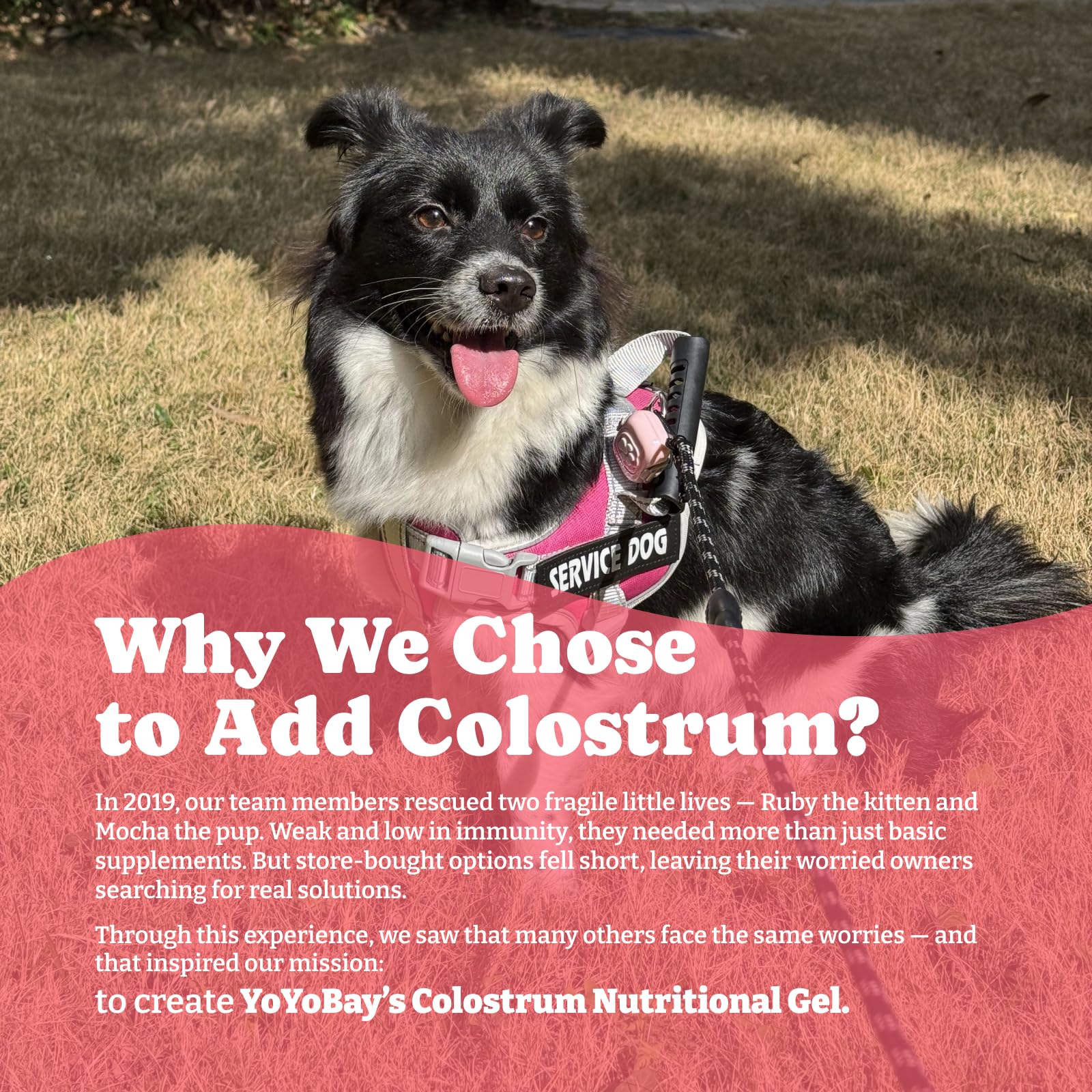YoYoBay Colostrum Gel energy-boosting serving supports daily activity.