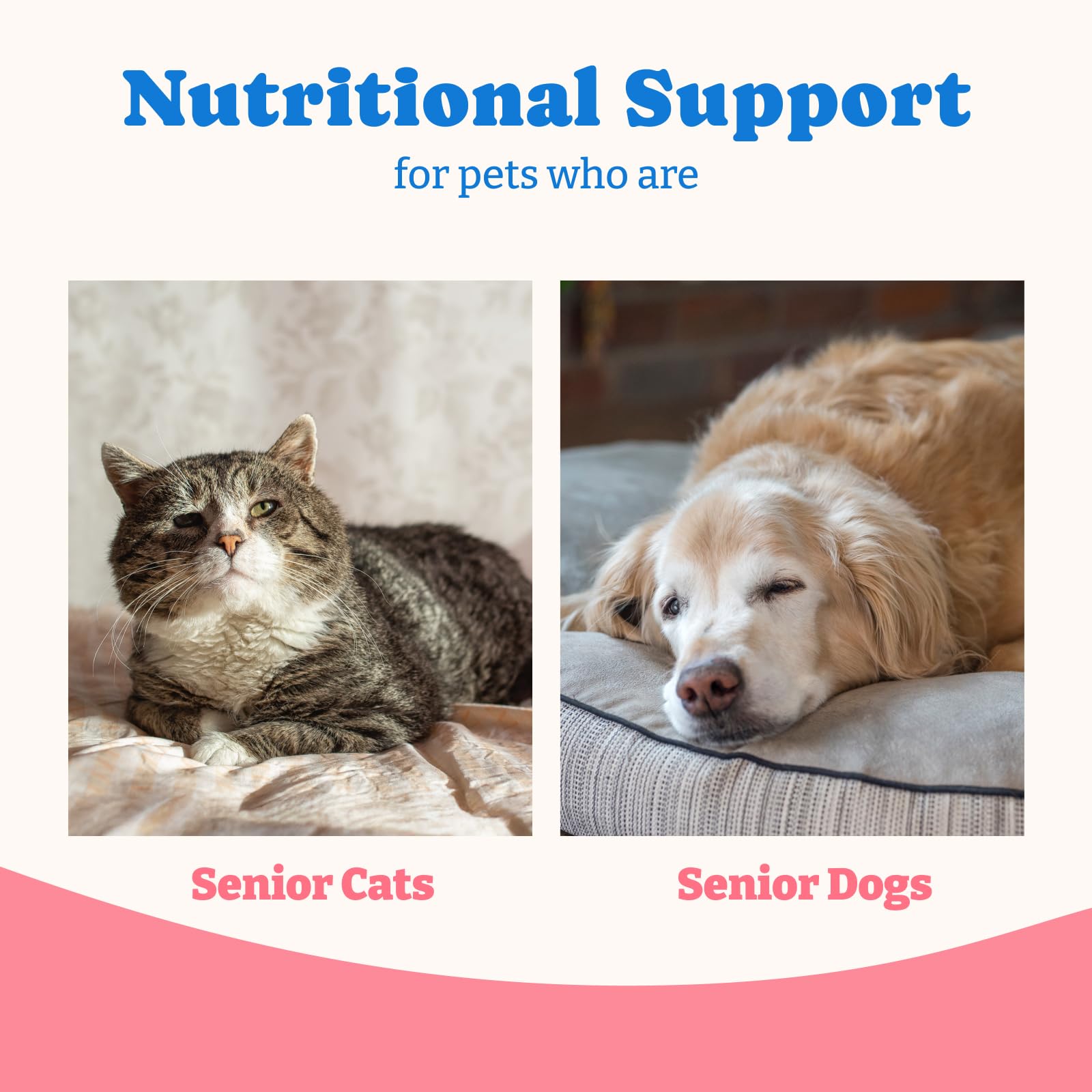 YoYoBay Colostrum Gel served on a spoon for kittens and puppies.