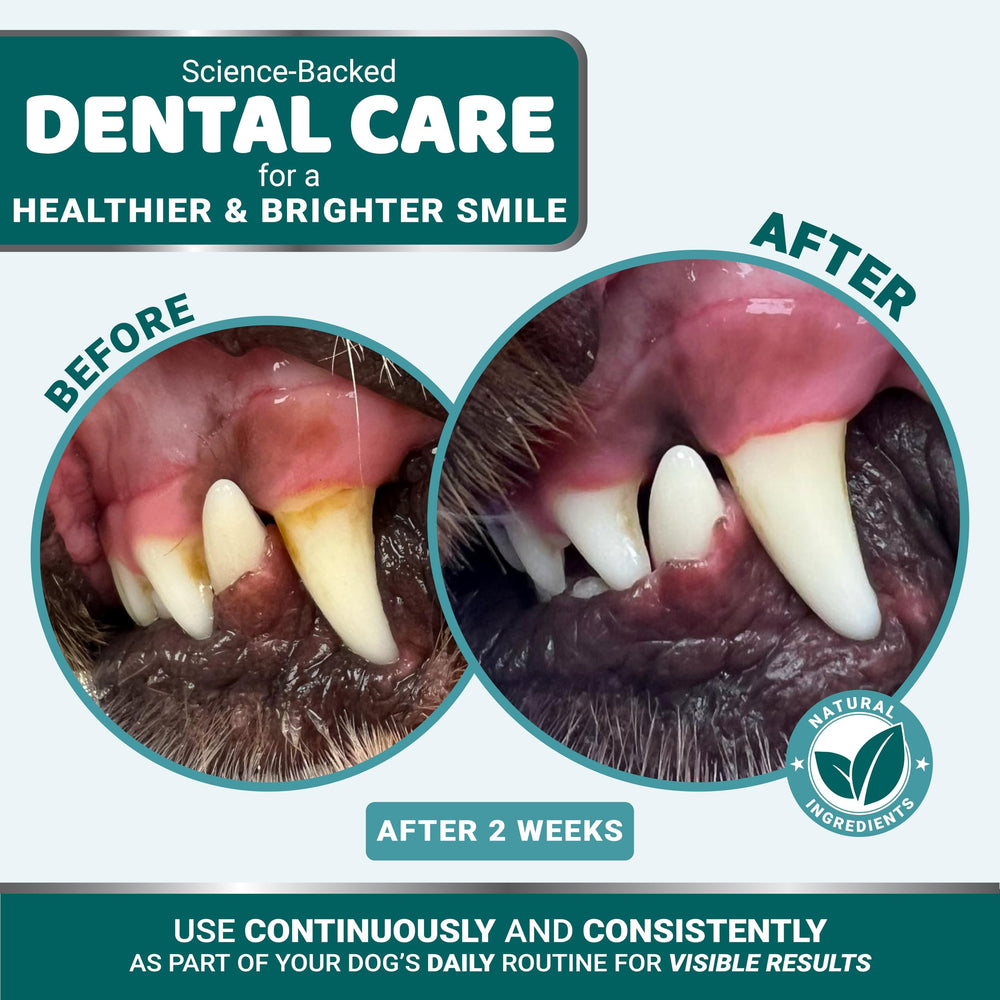 YUMA'S dental powder on a dog's mouth shows refreshed breath and oral cleanliness
