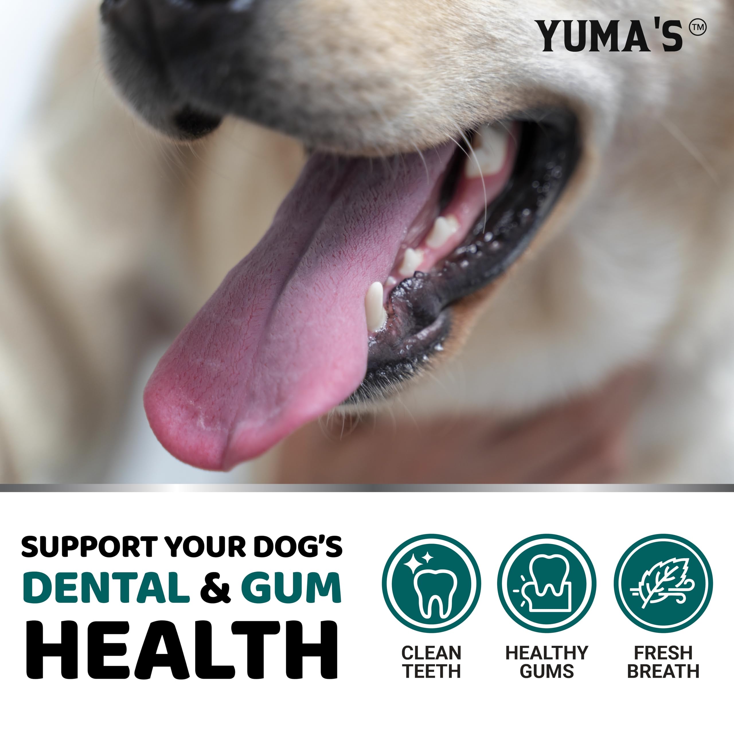 Powder sprinkled over dog food shows easy mixing for daily oral care