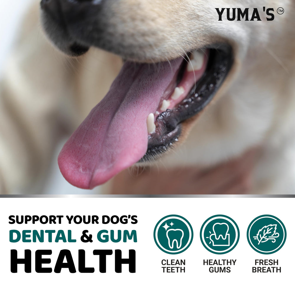 Powder sprinkled over dog food shows easy mixing for daily oral care