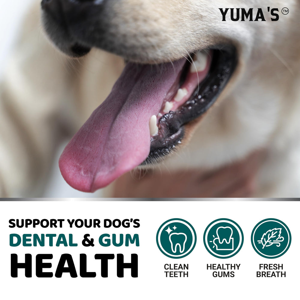YUMA'S probiotic multivitamin powder for dogs supports oral care and overall well-being