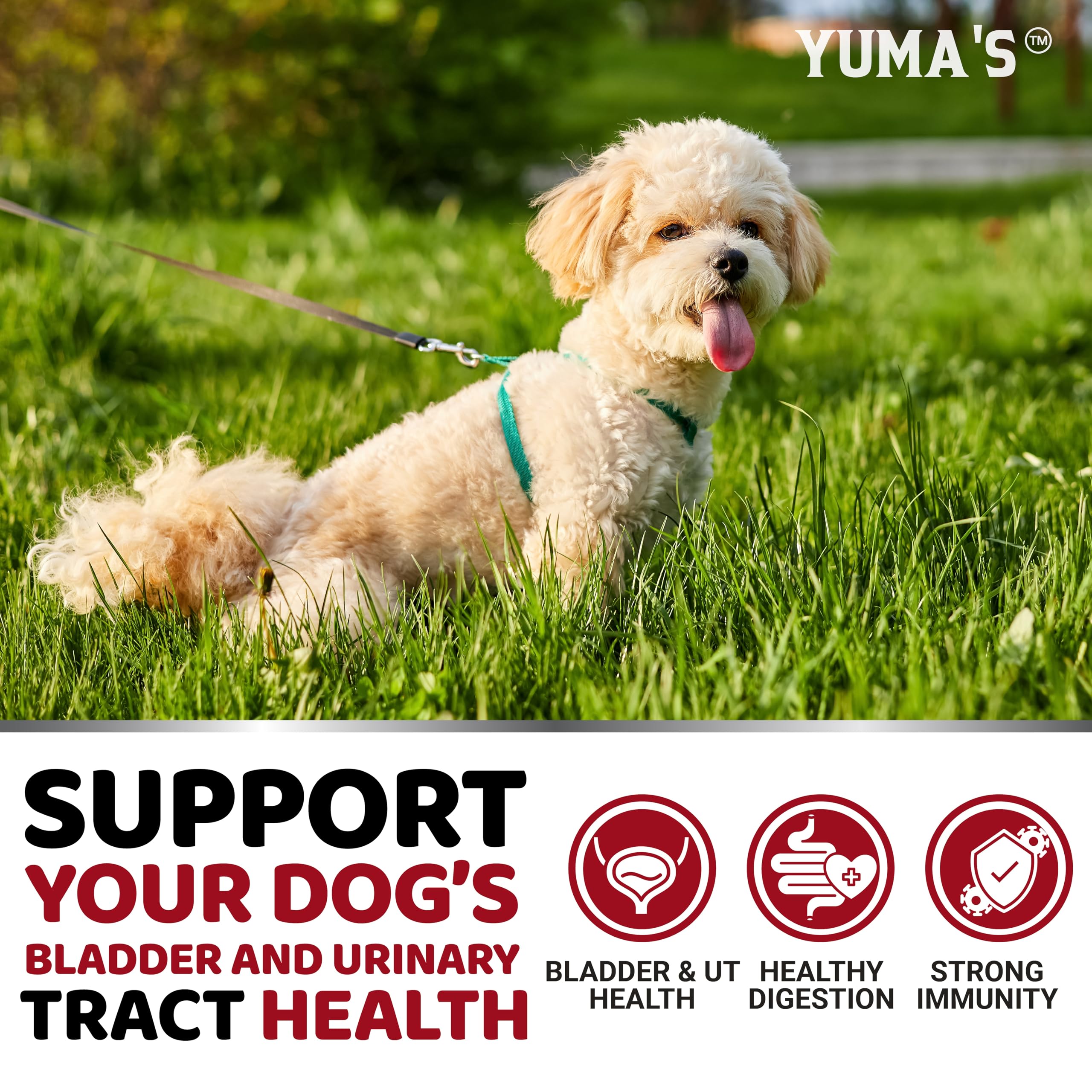 Dog enjoying YUMA'S UTI Chews, highlighting palatability.