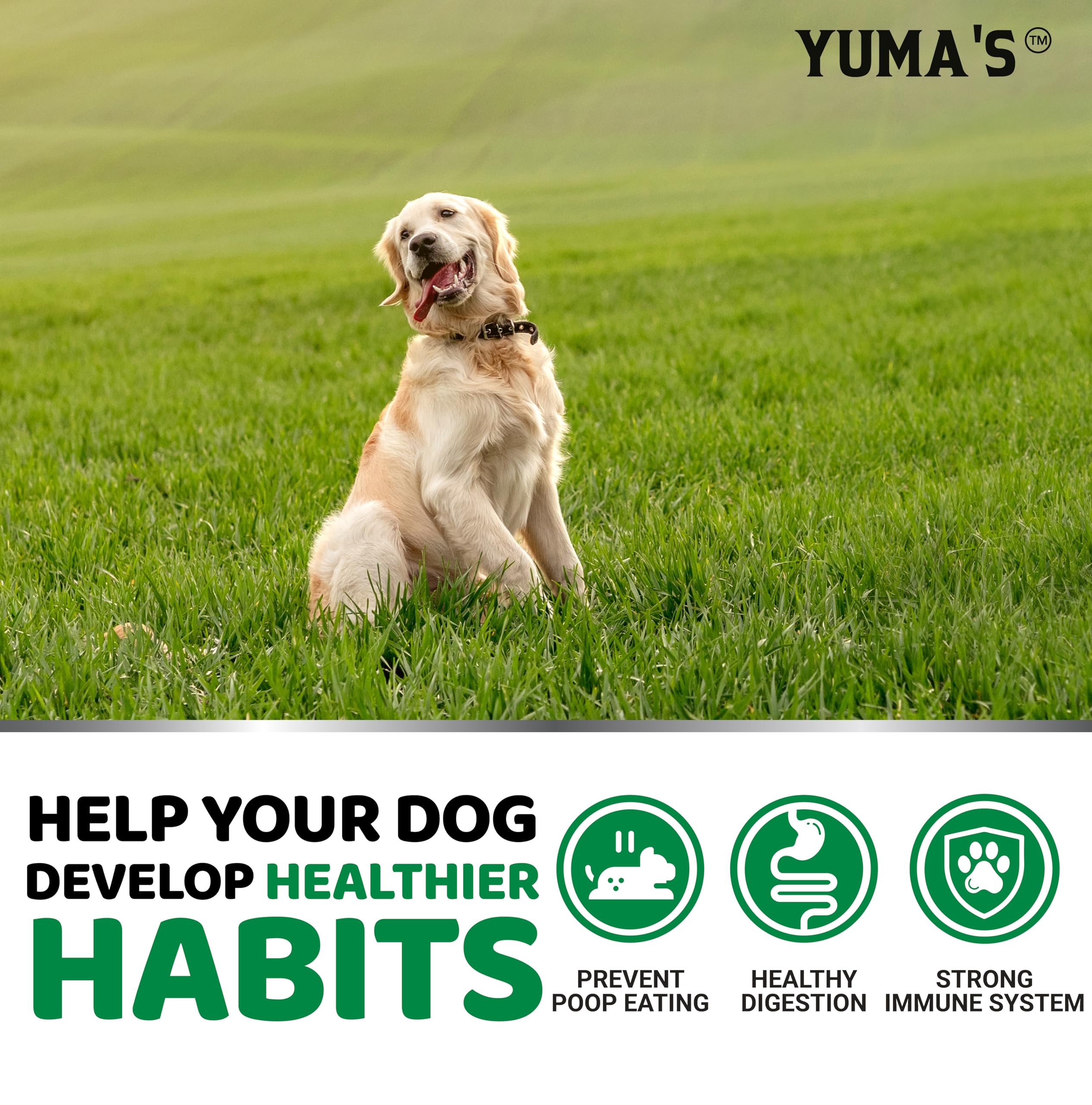 Tasty texture of YUMA'S No Poo Chews appealing to dogs during daily treat time