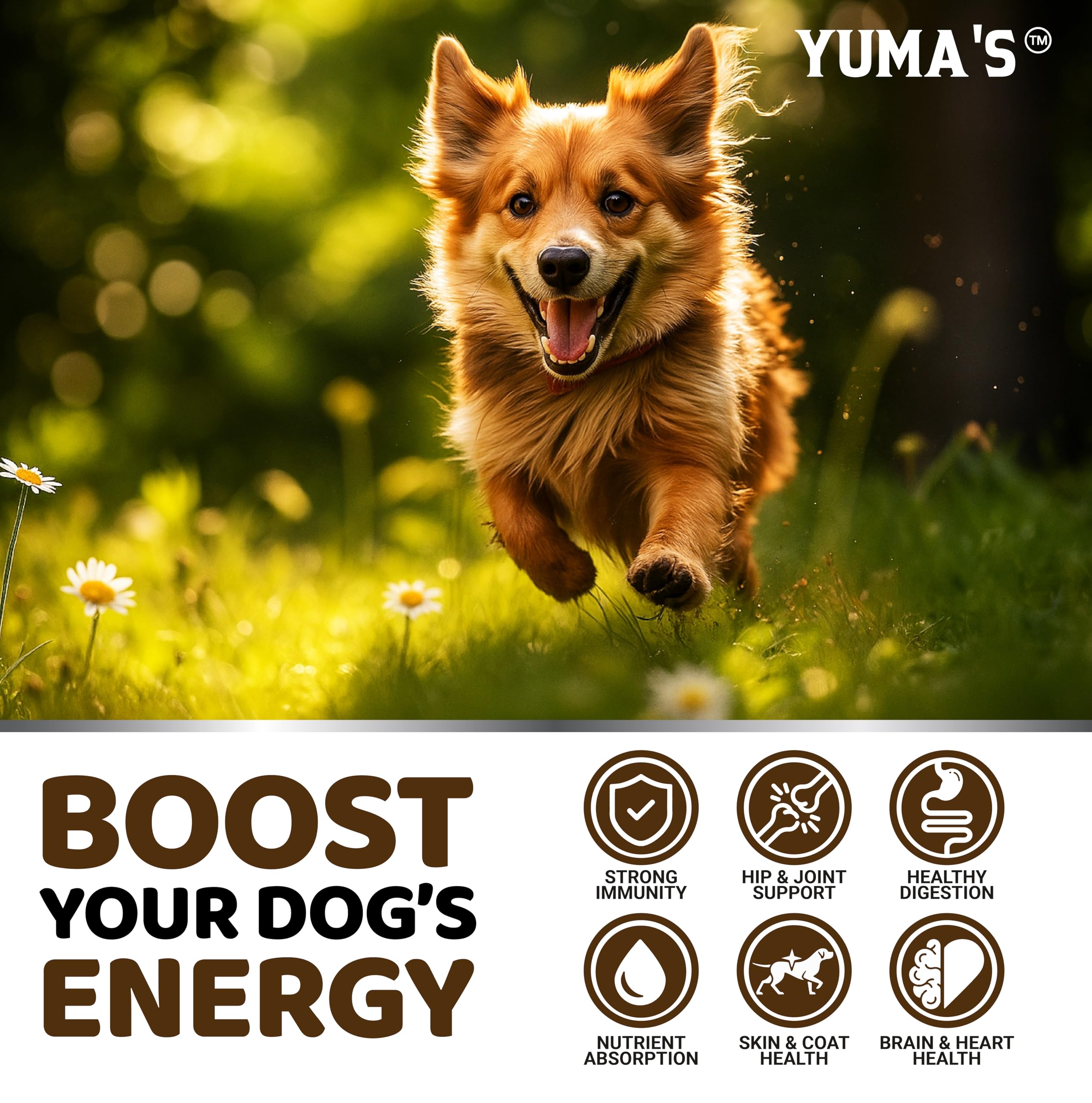 YUMA'S mushroom chews promote shiny coat and smooth digestion
