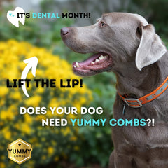 Yummy Combs honeycomb dental chew highlights its 360-degree flossing design.