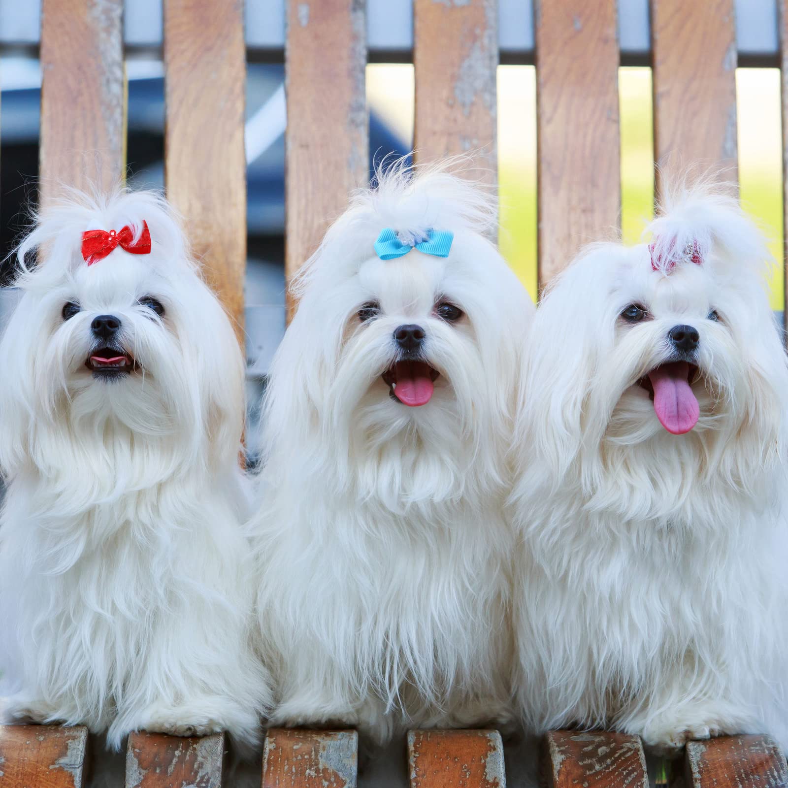 Ideal for weddings, photos, walks, or pet parties to elevate styling