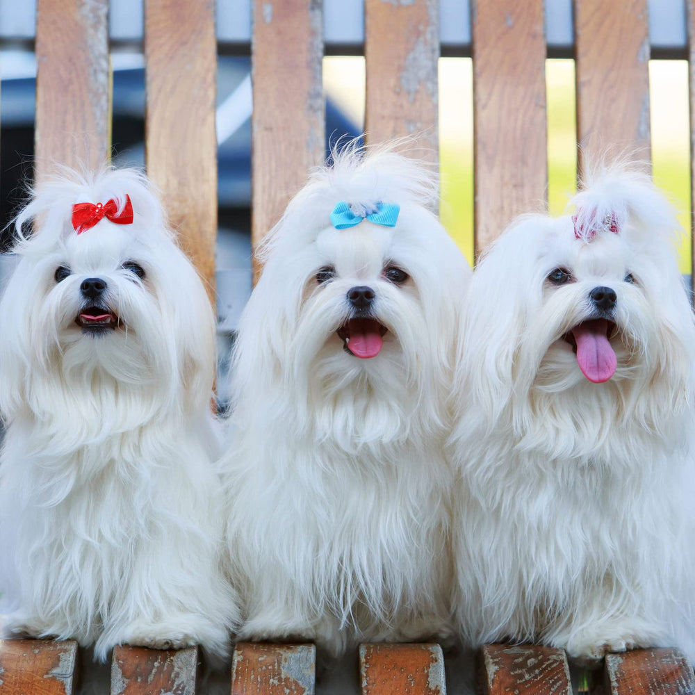 Ideal for weddings, photos, walks, or pet parties to elevate styling