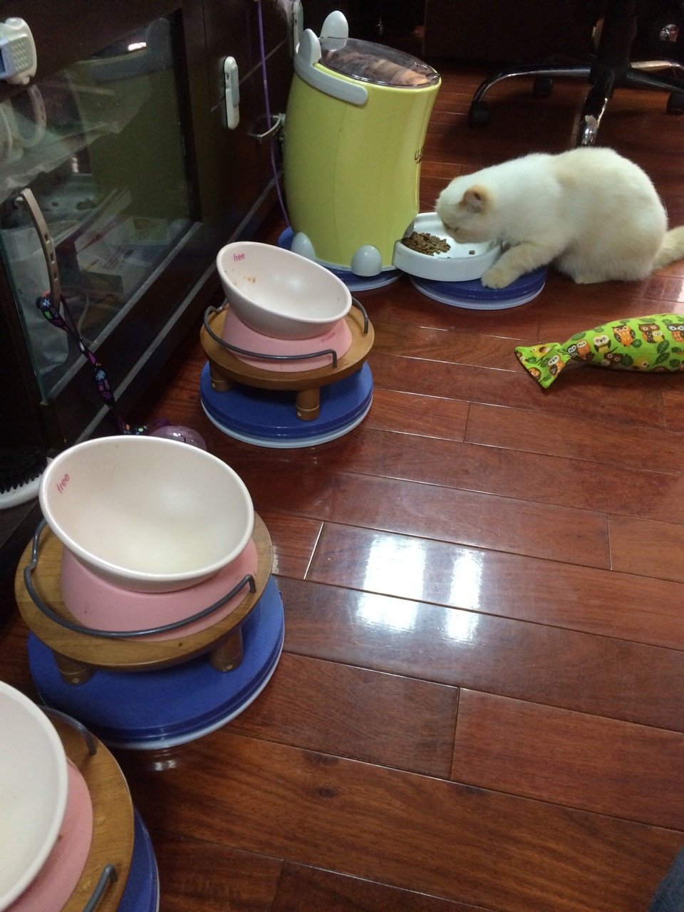 Yuwoda Ant Away Tray in bright laundry room during feeding