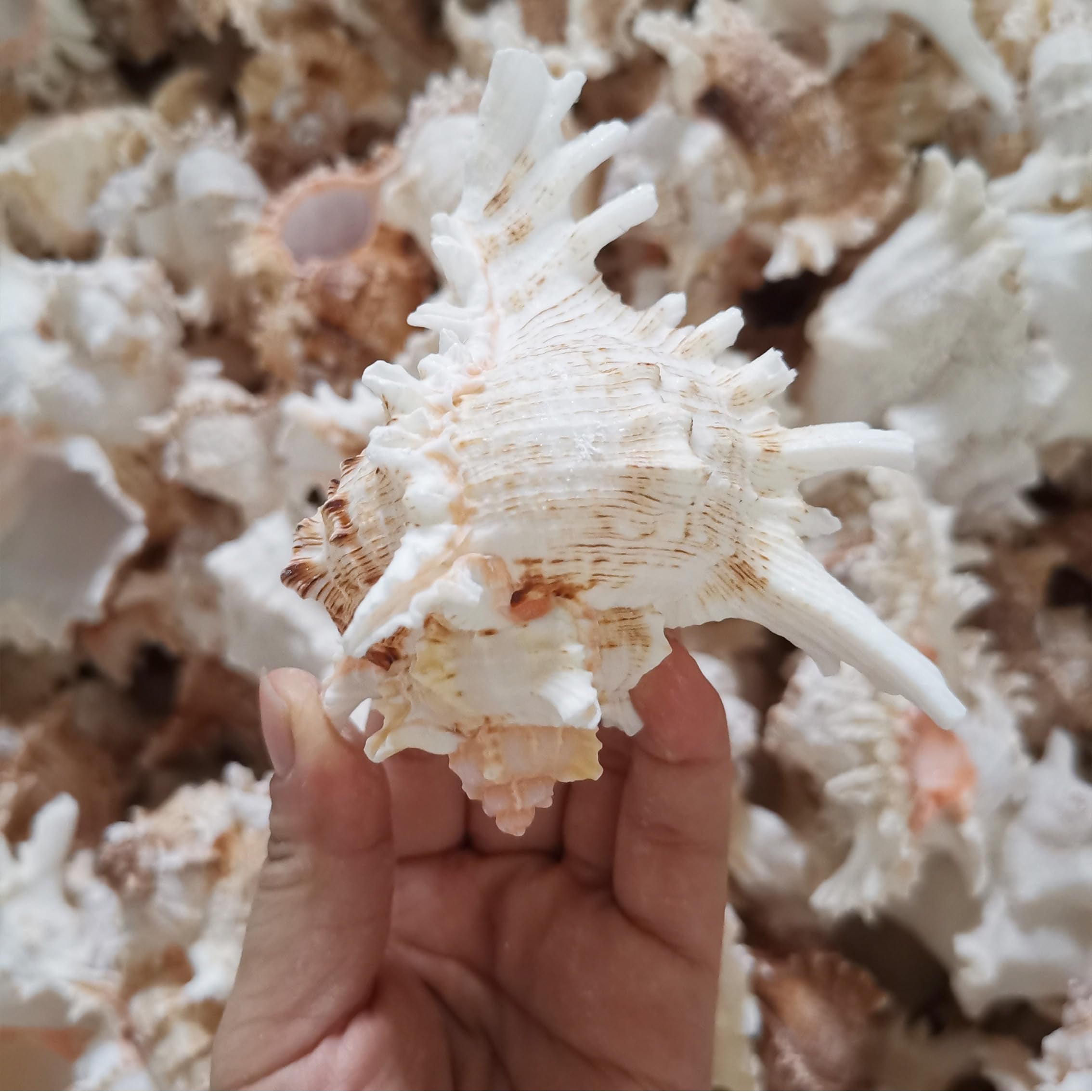 YZHZOM conch shell used as betta fish tank decor and shelter