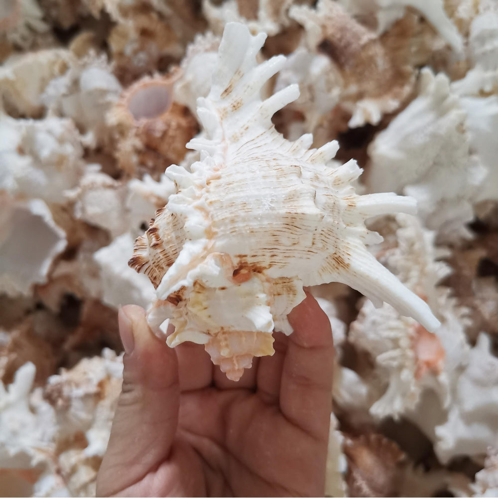 YZHZOM conch shell used as betta fish tank decor and shelter
