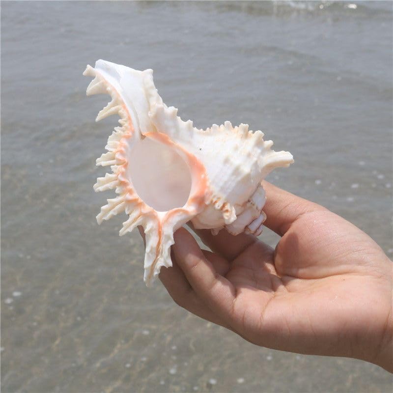 Interior hollow conch shell by YZHZOM for air plants