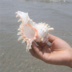Interior hollow conch shell by YZHZOM for air plants