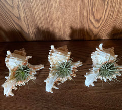 NAUTICAL conch shell by YZHZOM for beach themed decor and parties