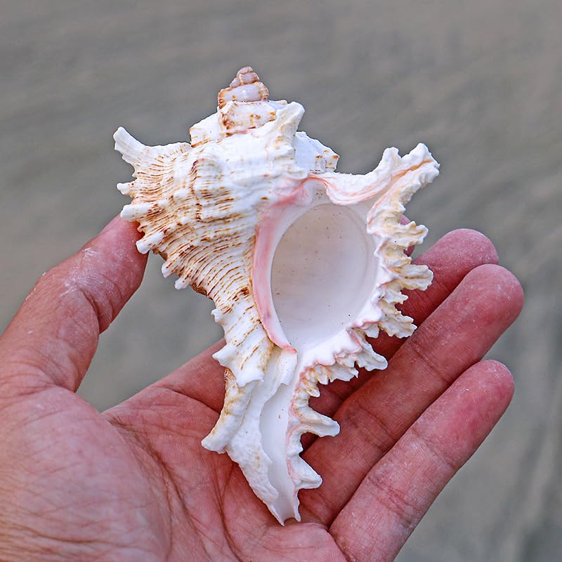 YZHZOM conch shell tabletop ornament for home or office